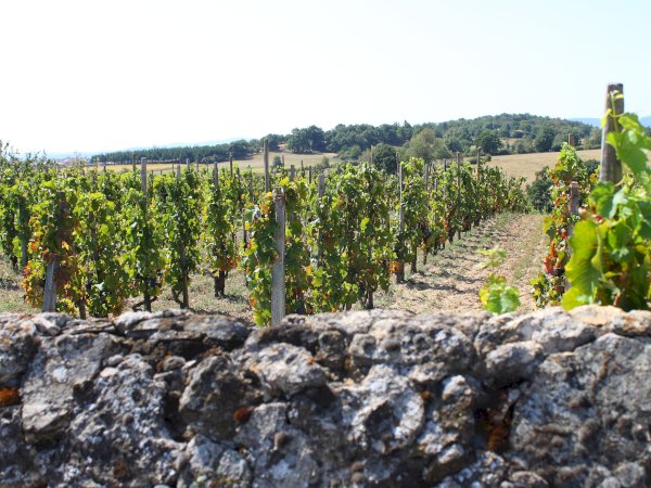 Ophorus Tours - Northern Rhône Delights: Private Full-Day Wine Tour from Lyon
