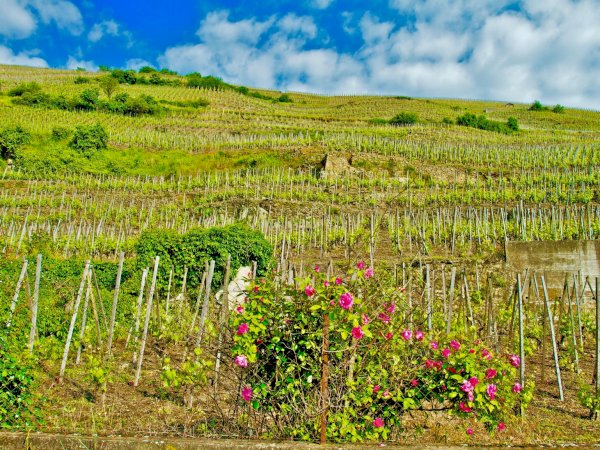 Ophorus Tours - Northern Rhône Delights: Private Full-Day Wine Tour from Lyon