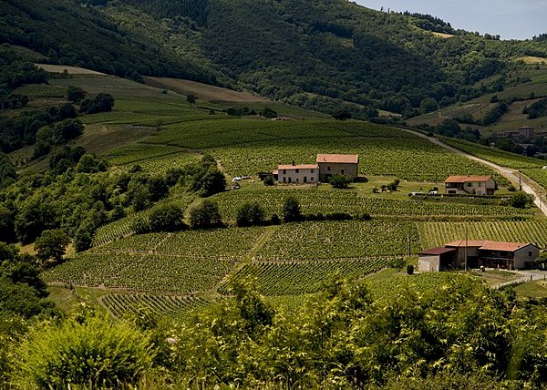 Ophorus Tours - Northern Rhône Gems: Syrah & Viognier Half-Day Tour from Lyon