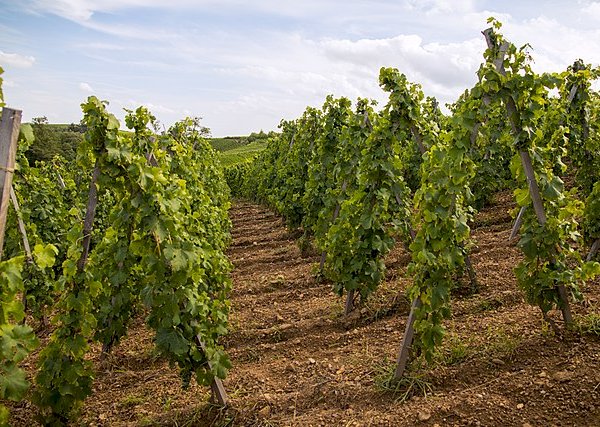 Ophorus Tours - Northern Rhône Gems: Syrah & Viognier Half-Day Tour from Lyon