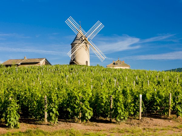 Ophorus Tours - Northern Rhône Gems: Syrah & Viognier Half-Day Tour from Lyon