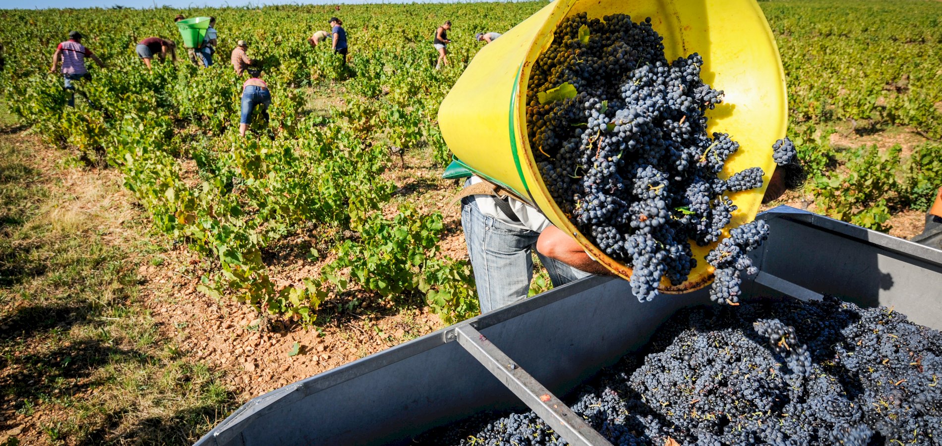 Ophorus Tours - Northern Rhône Gems: Syrah & Viognier Half-Day Tour from Lyon