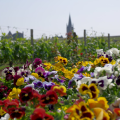 Saint-Émilion village