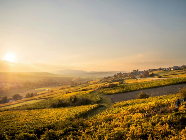 Ophorus Tours - Private Full-Day from Colmar : Exploring the Wines of France and Germany