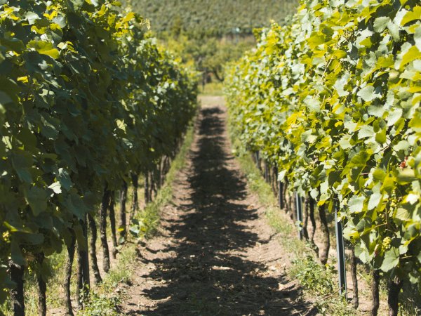 Ophorus Tours - Private Full-Day from Colmar : Exploring the Wines of France and Germany
