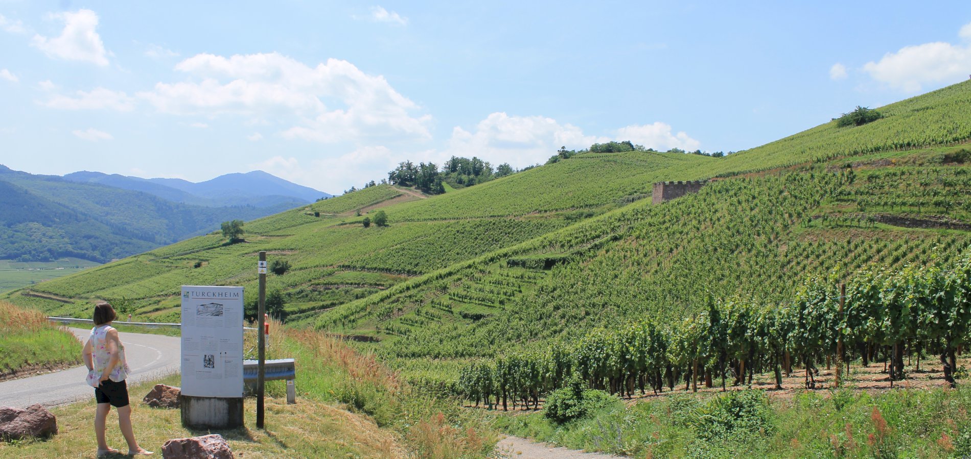 Ophorus Tours - Private Full-Day from Colmar : Exploring the Wines of France and Germany