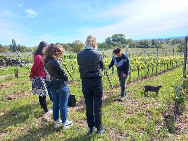 Ophorus Tours - Private Full-Day from Colmar : Exploring the Wines of France and Germany