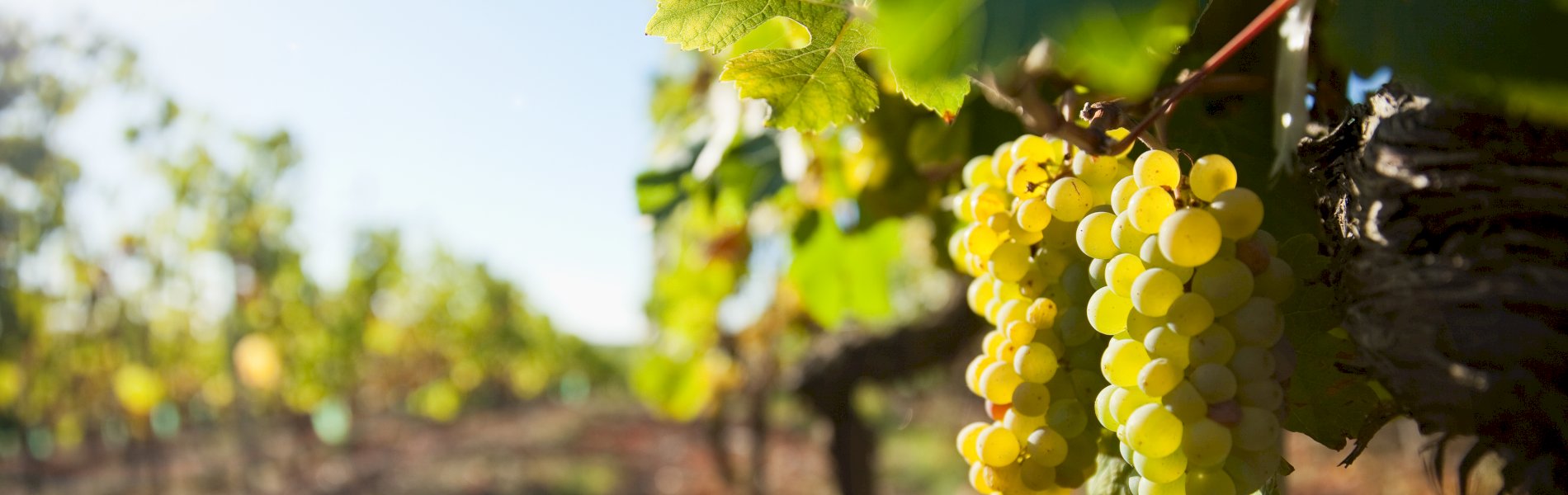 Ophorus Tours - Private Loire Valley Wine Experience – Vouvray Half-Day Tour for 2