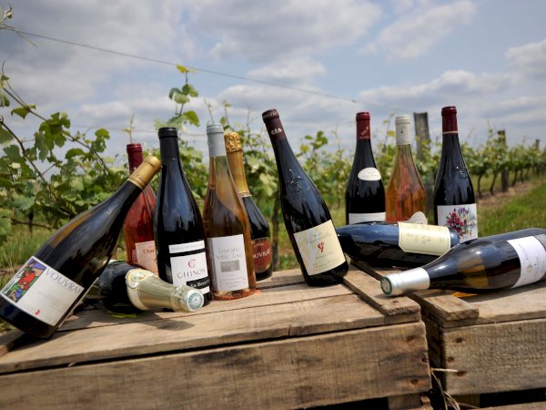 Ophorus Tours - Private Loire Valley Wine Tour – Chinon & Bourgueil for 2 From Tours