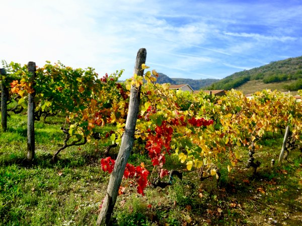 Ophorus Tours - Private Loire Valley Wine Tour – Chinon & Bourgueil for 2 From Tours