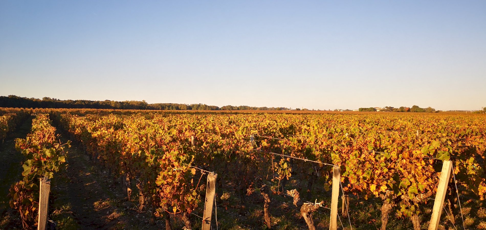 Ophorus Tours - Vineyards & Tastings: Private Bordeaux Wine Tour by Train from Paris