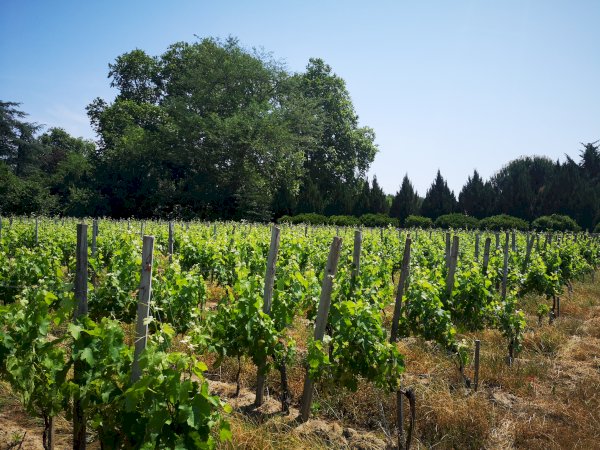 Ophorus Tours - Vineyards & Tastings: Private Bordeaux Wine Tour by Train from Paris
