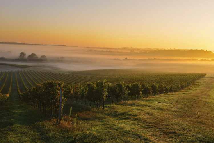 Ophorus Tours - Vineyards & Tastings: Private Bordeaux Wine Tour by Train from Paris