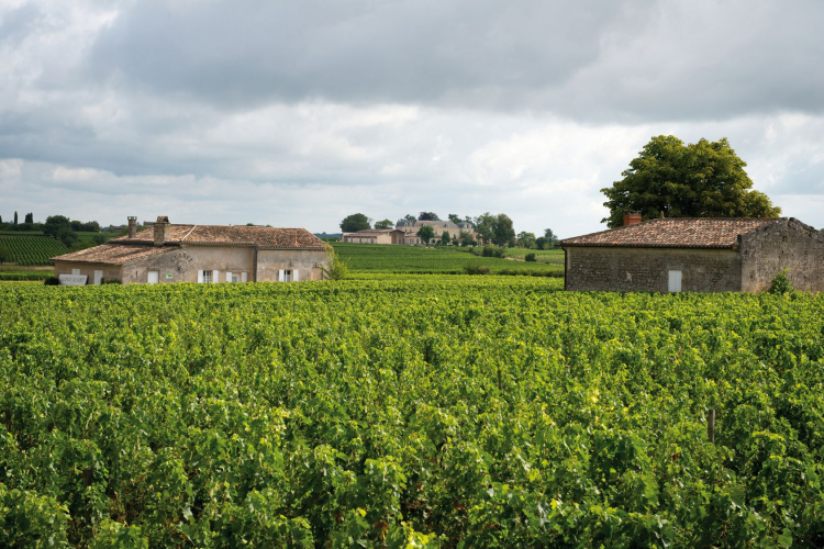 Ophorus Tours - Vineyards & Tastings: Private Bordeaux Wine Tour by Train from Paris