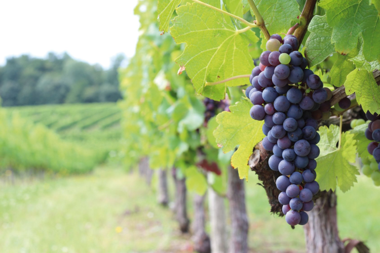 Ophorus Tours - Vineyards & Tastings: Private Bordeaux Wine Tour by Train from Paris