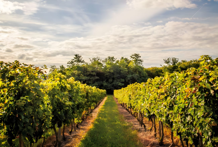 Ophorus Tours - Private Shore Trip From Bordeaux to Médoc and Le Verdon Port