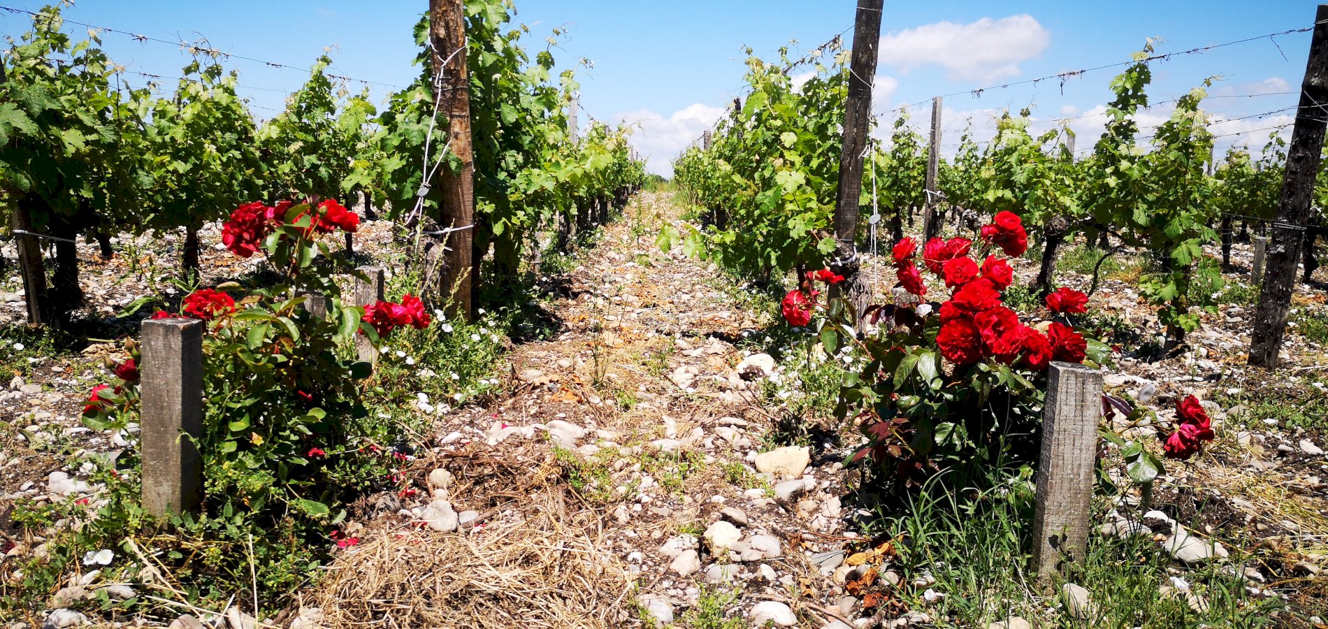 Ophorus Tours - Vineyards of Medoc: Wine Tour from Bordeaux to Le Verdon Cruise Port