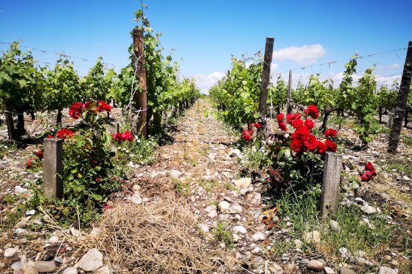 Ophorus Tours - Vineyards of Medoc: Wine Tour from Bordeaux to Le Verdon Cruise Port
