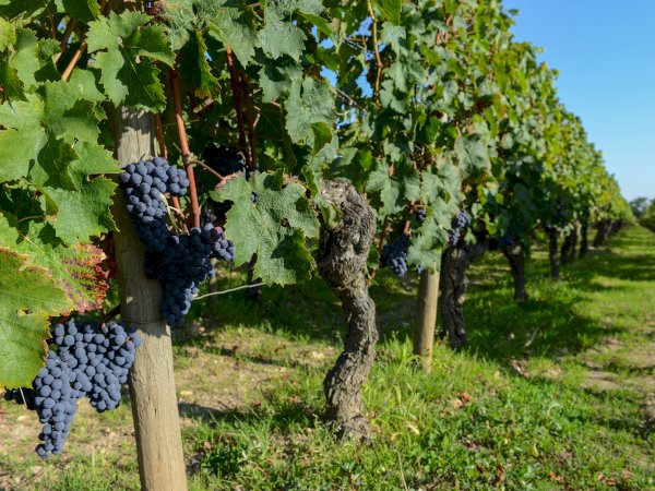 Ophorus Tours - Vineyards of Medoc: Wine Tour from Bordeaux to Le Verdon Cruise Port