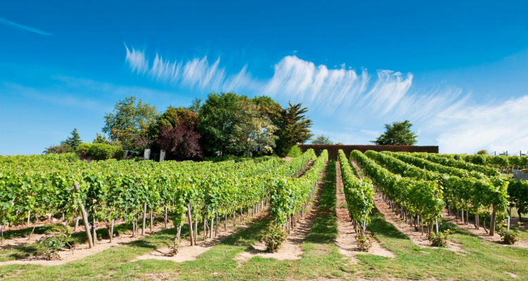 Ophorus Tours - Vouvray Vineyard & Tasting Tour – Private Half-Day from Tours