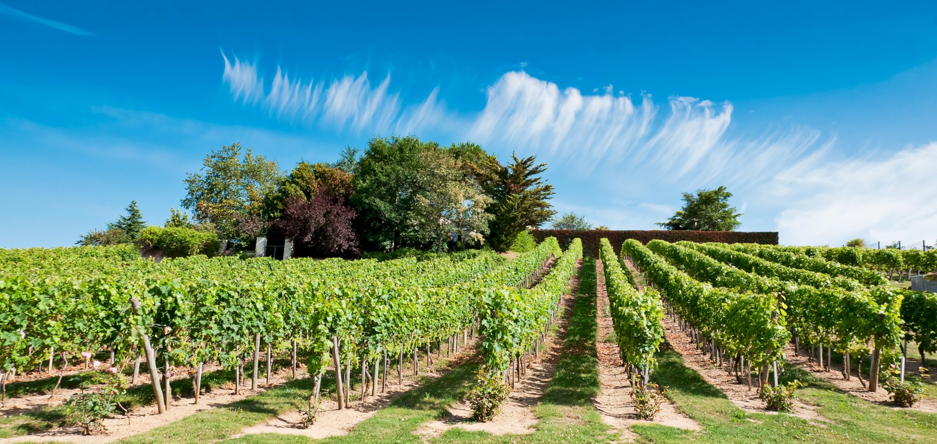 Ophorus Tours - Vouvray Vineyard & Tasting Tour – Private Half-Day from Tours