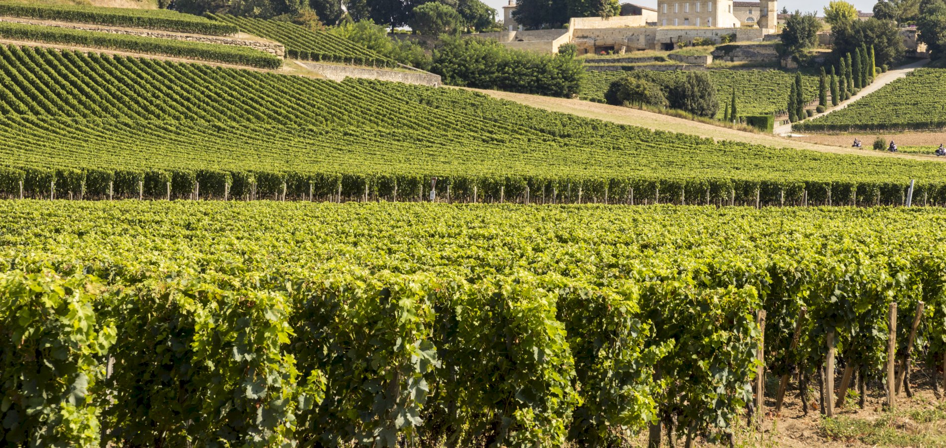 Ophorus Tours - Wine Lover's Escape to Saint-Emilion: Private Half-Day Shore Trip