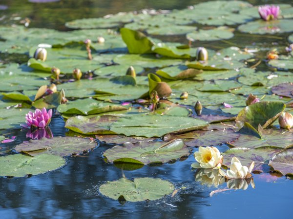 Ophorus Tours - 10-Day Private Paris, Normandy & Loire Valley Package - 5* Hotel