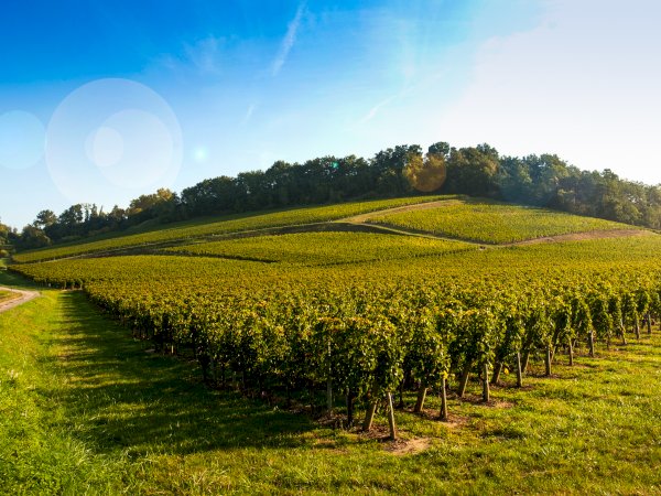 Ophorus Tours - 10-Day Small Group Normandy, Loire Valley & Bordeaux Package - 3* Hotel