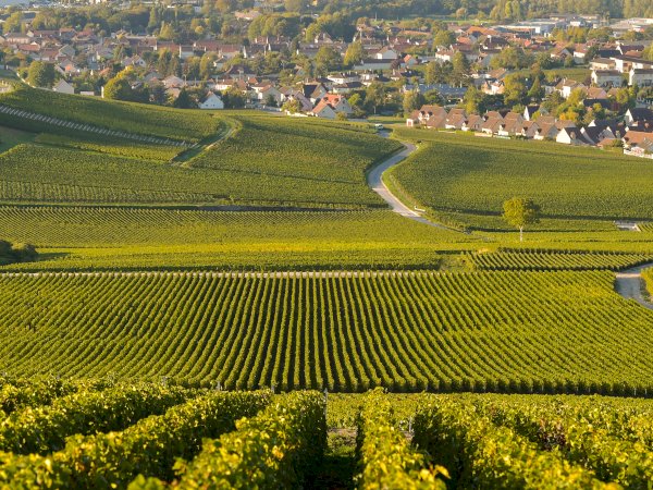 Ophorus Tours - 11-Day Private Escape to Champagne, Alsace, and Burgundy in 4* Hotel