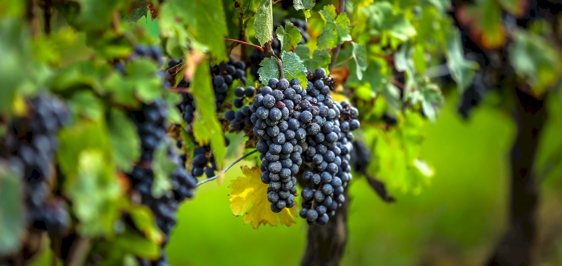 Ophorus Tours - 4-Day Private Bordeaux Wine Tour Packages - 3* Hotel