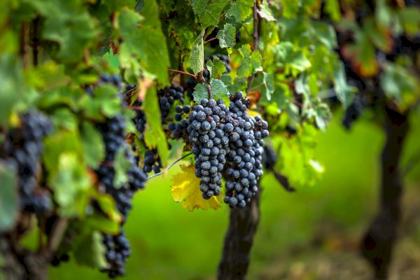 Ophorus Tours - 4-Day Private Bordeaux Wine Tour Packages - 3* Hotel