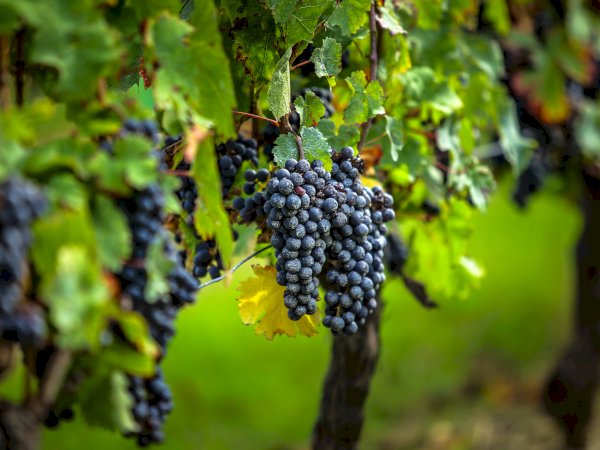 Ophorus Tours - 4-Day Private Bordeaux Wine Tour Packages - 4* Hotel