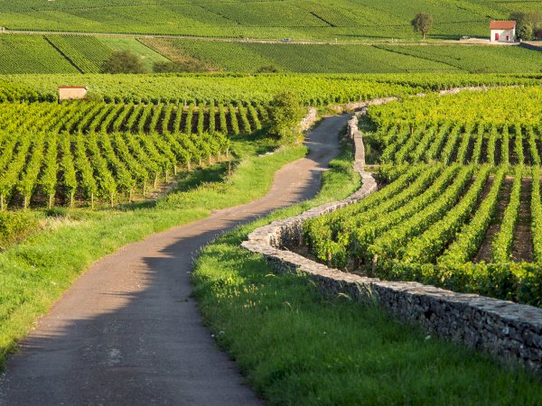 Ophorus Tours - 4-Day Private Burgundy Wine Tour Package - Dijon - 5* Hotel