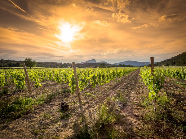 Ophorus Tours - From Montpellier Languedoc Wine Tour & Olive Oil tasting half-day trip
