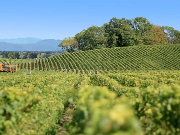 Ophorus Tours - From Montpellier Languedoc Wine Tour & Olive Oil tasting half-day trip