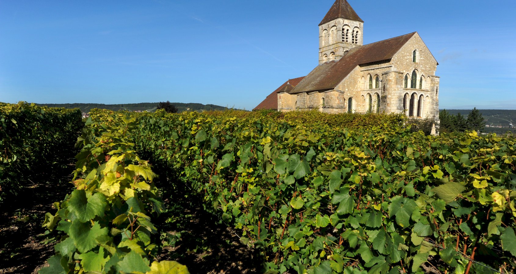 Ophorus Tours - Epernay Bubbles: Private Champagne Houses & Tastings