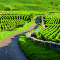 Morning: first Côte de Beaune winery