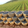 Afternoon: second Côte de Beaune winery