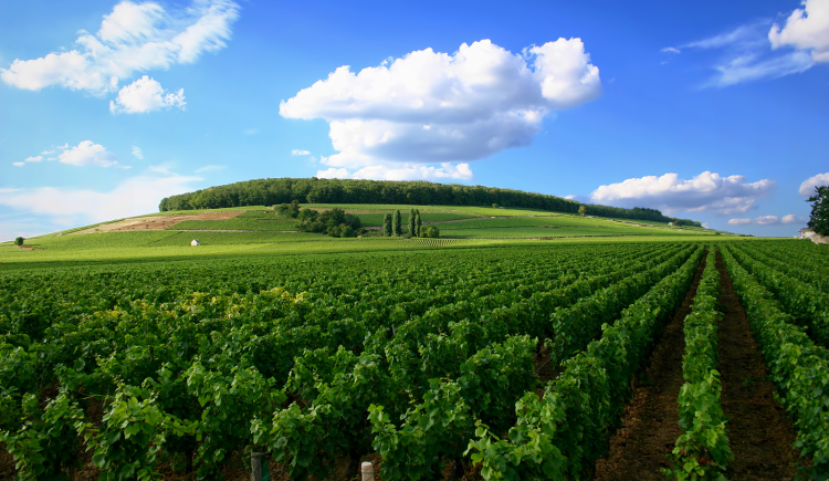 Ophorus Tours - Exclusive Full-Day Côte de Beaune Wine Tour for 2 persons – From Dijon