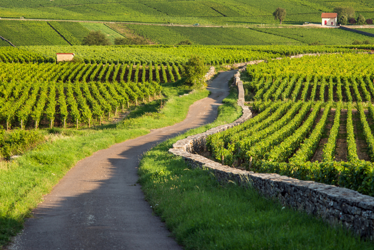 Ophorus Tours - Exclusive Full-Day Côte de Beaune Wine Tour for 2 persons – From Dijon