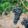 First winery visit and tasting