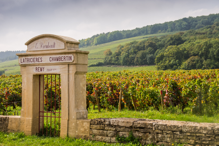 Ophorus Tours - Exclusive Half-Day Côte de Nuits Wine Tour for 2 – From Dijon