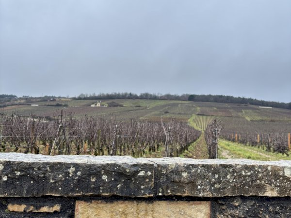 Ophorus Tours - Exclusive Half-Day Côte de Nuits Wine Tour for 2 – From Dijon