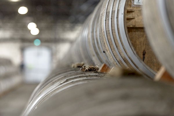 Ophorus Tours - Rémy Martin Tour: Unveiling Cognac Secrets & Louis XIII