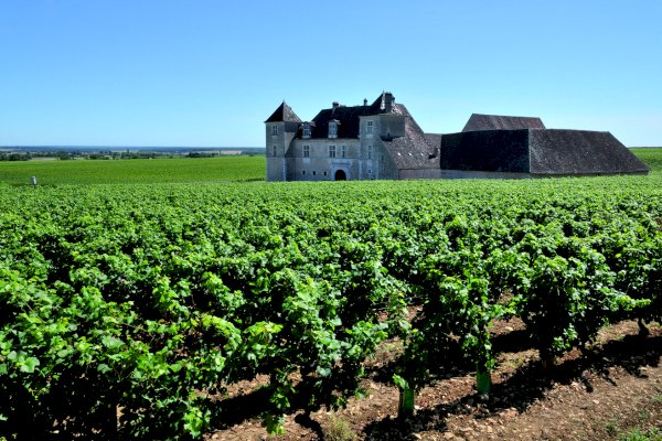 Ophorus Tours - Experience Burgundy Wines: Private Day Trip by Train from Paris