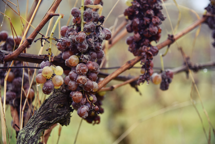 Ophorus Tours - Experience Sauternes Prestige: Château d'Yquem & Château Guiraud Wine Tour