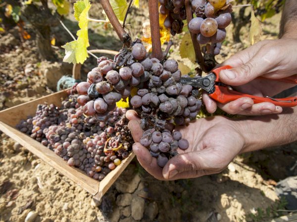 Ophorus Tours - Experience Sauternes Prestige: Château d'Yquem & Château Guiraud Wine Tour