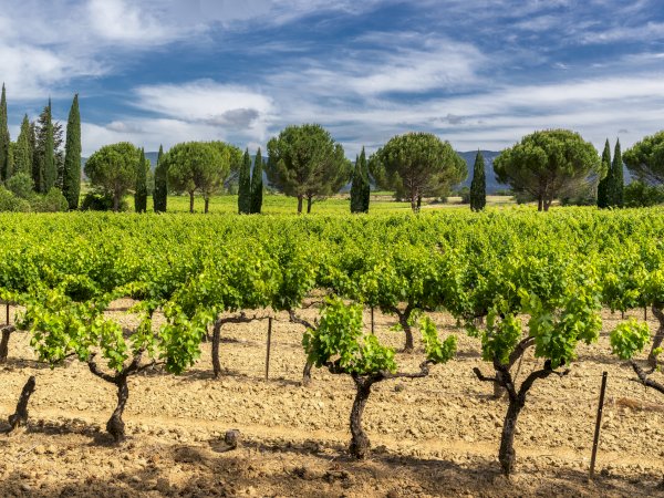 Ophorus Tours - From Montpellier Private Languedoc Wine Tour half-day