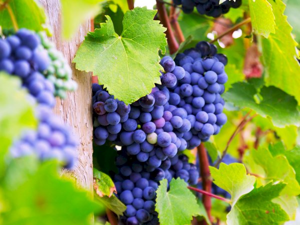 Ophorus Tours - Albi, Cordes Village & Gaillac Wine Experience - Private Tour from Toulouse