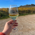 Explore the Gaillac Wine Region